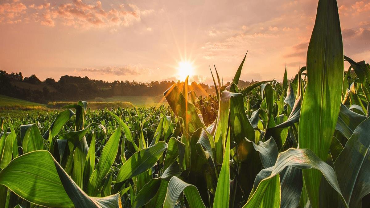 Ventajas de estudiar una carrera en Agronegocios